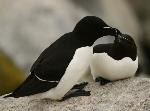 Razor Billed Auks