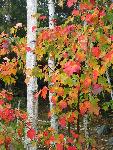 Fall Color