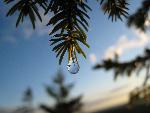 Spring Drop