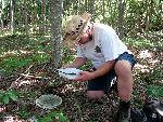 Searching for Collembola