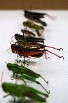 Orthoptera - Grasshoppers