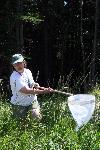 Collecting - Sweep Netting