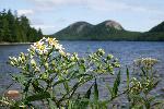 Jordan Pond
