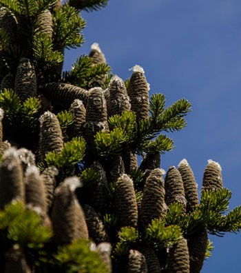 green needles of a conifer tree on branches packed with cones
