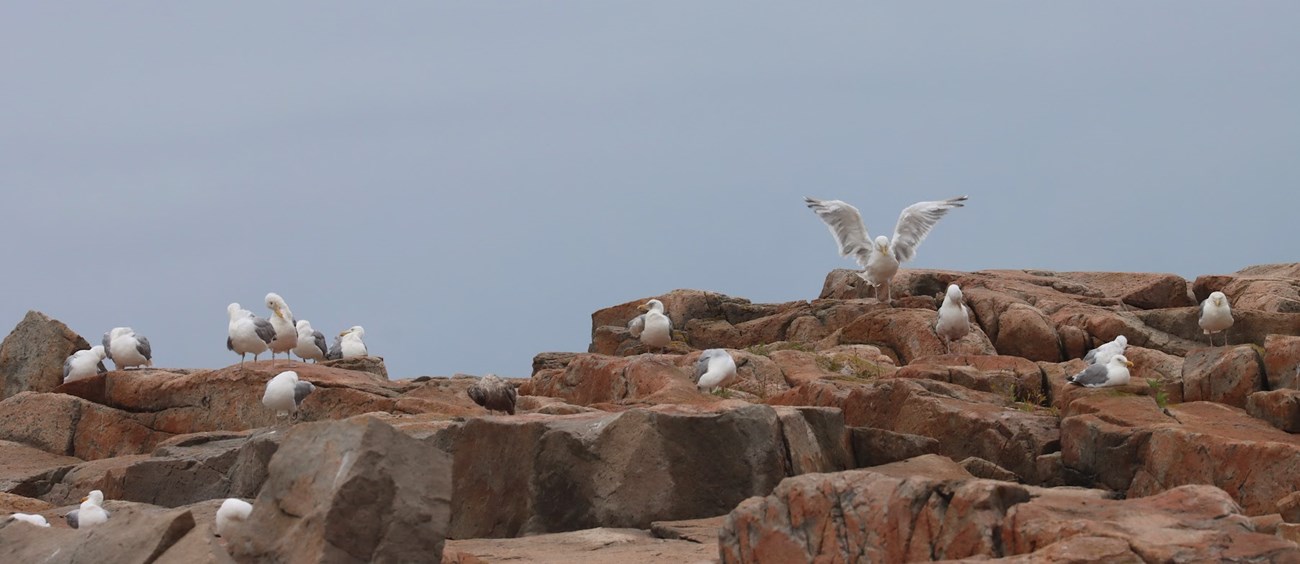 Adult herring gulls perch and rest on a rocky outcropping.