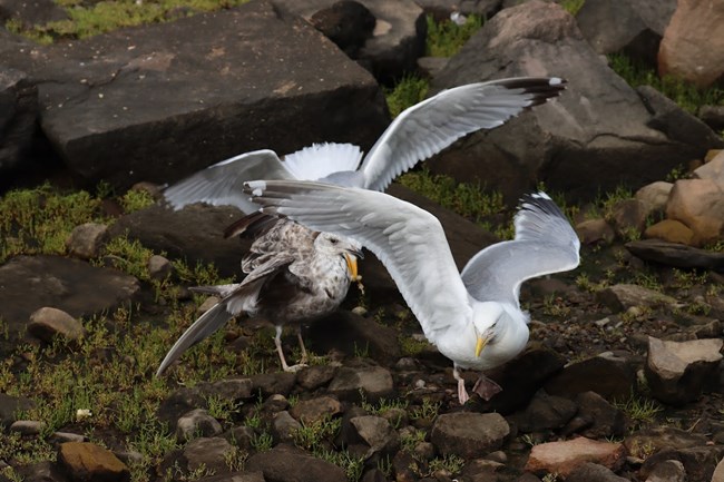 Herring gull feeding frenzy