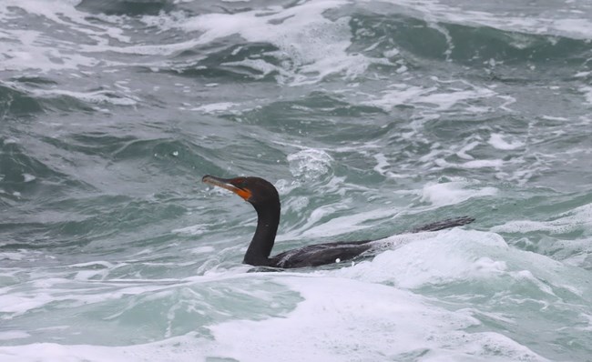 A cormorant floats in the surf.