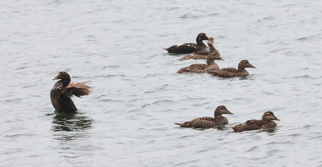 Several waterfowl float in the ocean, the bird to the far left has its wings spread.