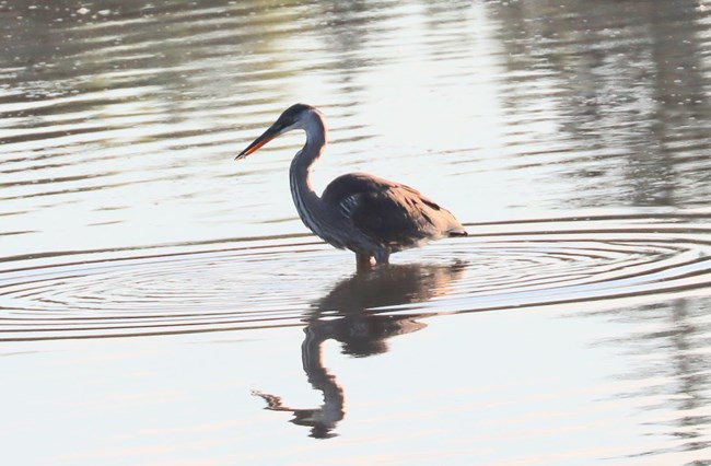 A great blue heron with a tiny fish in its beak standing in reflective water.