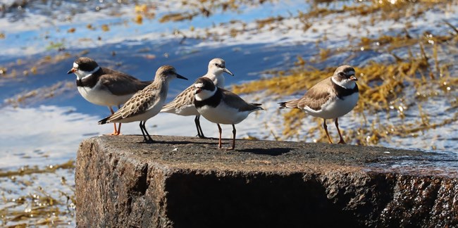 Multiple plover species stand on a rock alongside sandpipers.
