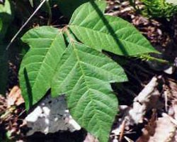 A grouping of three broad green leaves