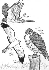 Northern Harrier