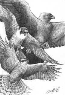 Hawk sketch