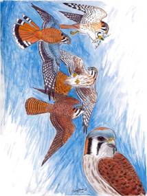 Hawks_10-3_sm