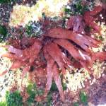 Red algae on rocks underwater