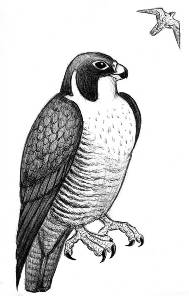 Peregrine sketch