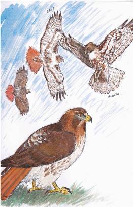 Drawing of raptors by Delora Hilleary