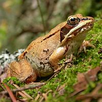 Wood frog on moss.