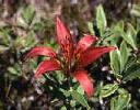 Wood lily