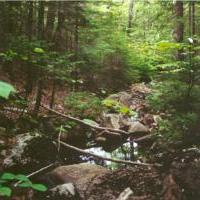Forest in Acadia