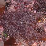 Red algae on rocks