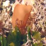 red alga growing in water