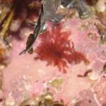 Red algae growing underwater