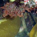 Red algae in water