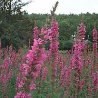 purple loosestrife