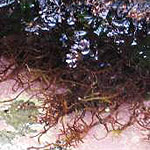 Red algae in water