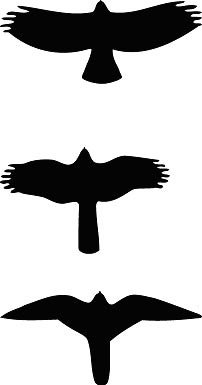 Three bird silhouettes