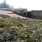Fucus spiralis - habitat