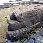 Rockweed growing in rock cracks