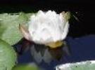 water lily thumbnail