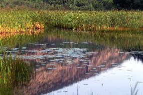 Wetland