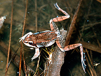 Frog floating in water