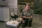 ranger and eagle display