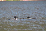 LoonStill