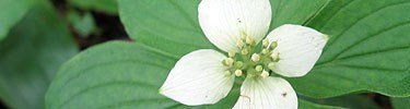 White flower surrounded by green leaves