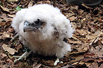 Peregrine chick at the Precipice after being banded by biologists.