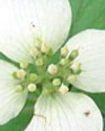 White flower surrounded by green leaves