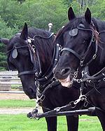 Wildwood Stables Campground