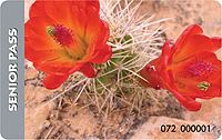 Senior Pass with image of cactus.