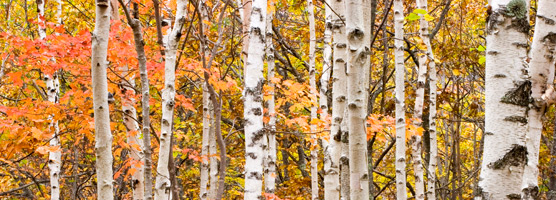 Bright orange leaves make white birch trunks stand out.