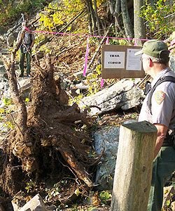 Park employee looks at tree stump and Park employee looks at tree stump and
