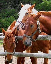 Three horses at fence