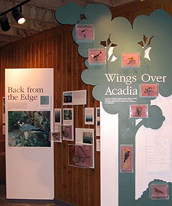 The Wings Over Acadia exhibit at the Nature Center include mounted bird specimens. The Wings Over Acadia exhibit at the Nature Center include mounted bird specimens.
