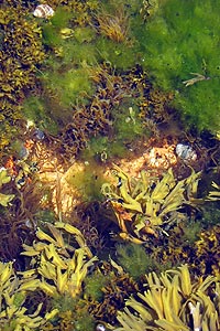 Contents of a tidepool include algae and periwinkles. Contents of a tidepool include algae and periwinkles.