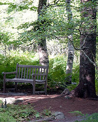 Empty wooden bench under trees on path