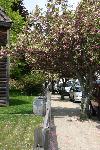 Cherry Blossoms